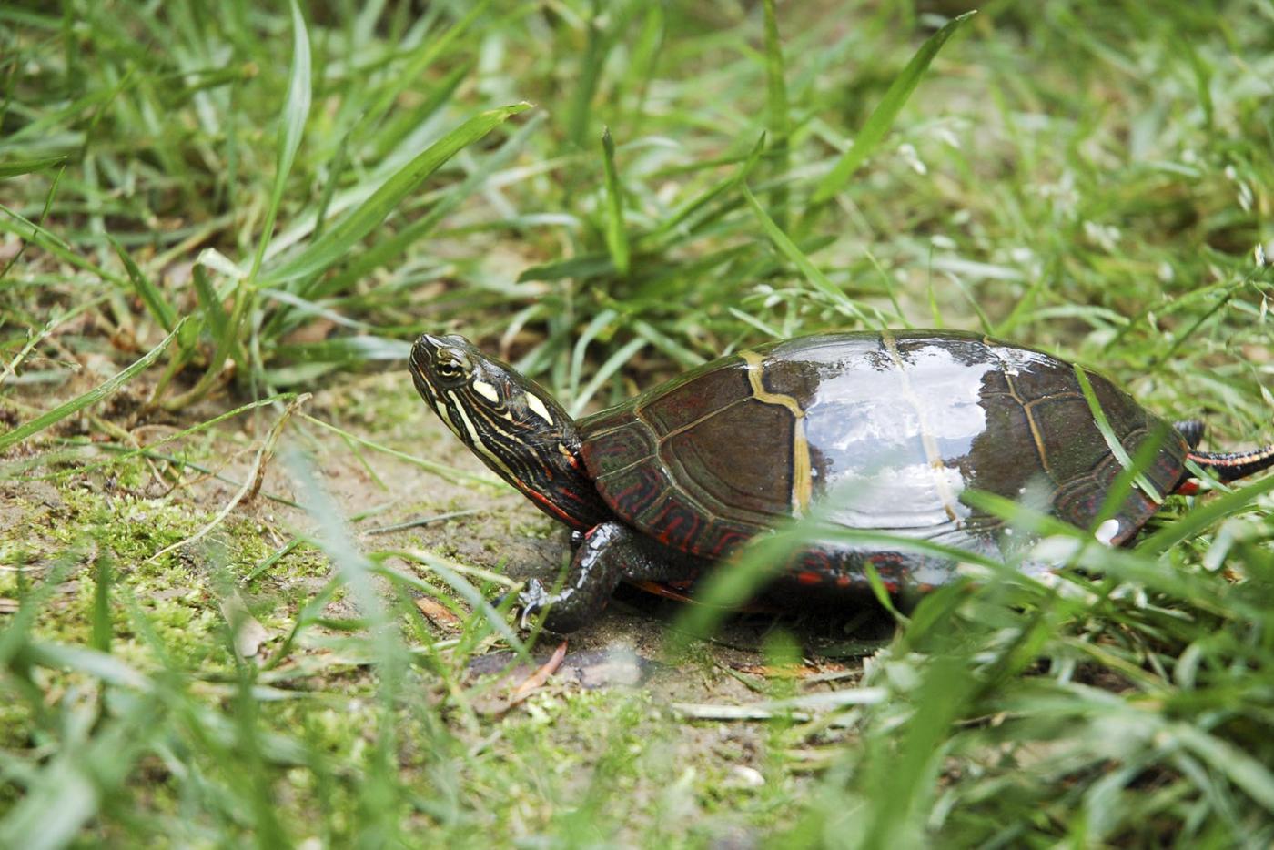 Eastern Painted Turtle Nc Wildlife